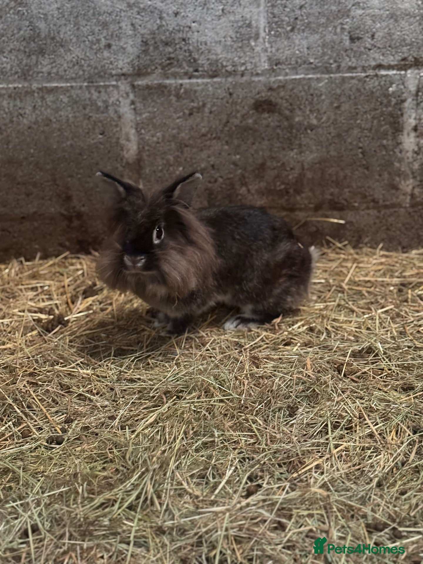 Lionhead rabbits lionhead doe - Advert 1