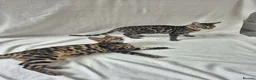 Bengal cats for sale: Purebred SUPER CUDDLY Bengal kittens! ONE LEFT!  - Advert 9