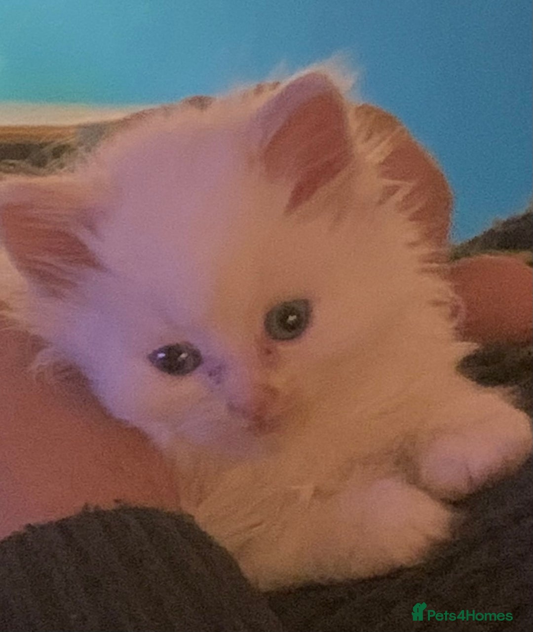Ragdoll cats for sale: Rag doll cross - Image 2
