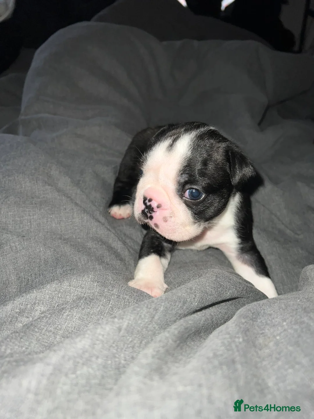 Boston Terrier dogs for sale: Quality Lines KC Registered Boston Terrier Puppies - Advert 17