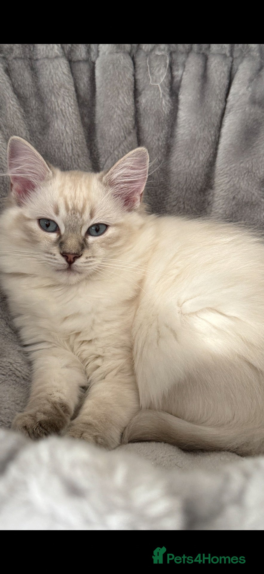 Ragdoll cats 1 TABBY GIRL IS AVAILABLE!! Ragdoll for sale !  - Advert 1