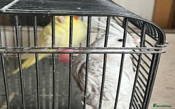 Cockatoo birds for sale: Cockatiels for sale - Image 1