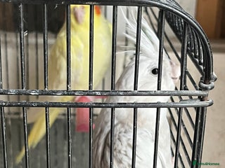 Cockatoo birds - Advert 10