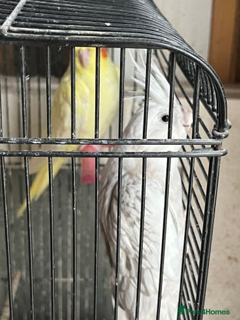 Cockatoo birds - Advert 5
