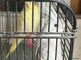 Cockatoo birds Cockatiels for sale - Advert 1