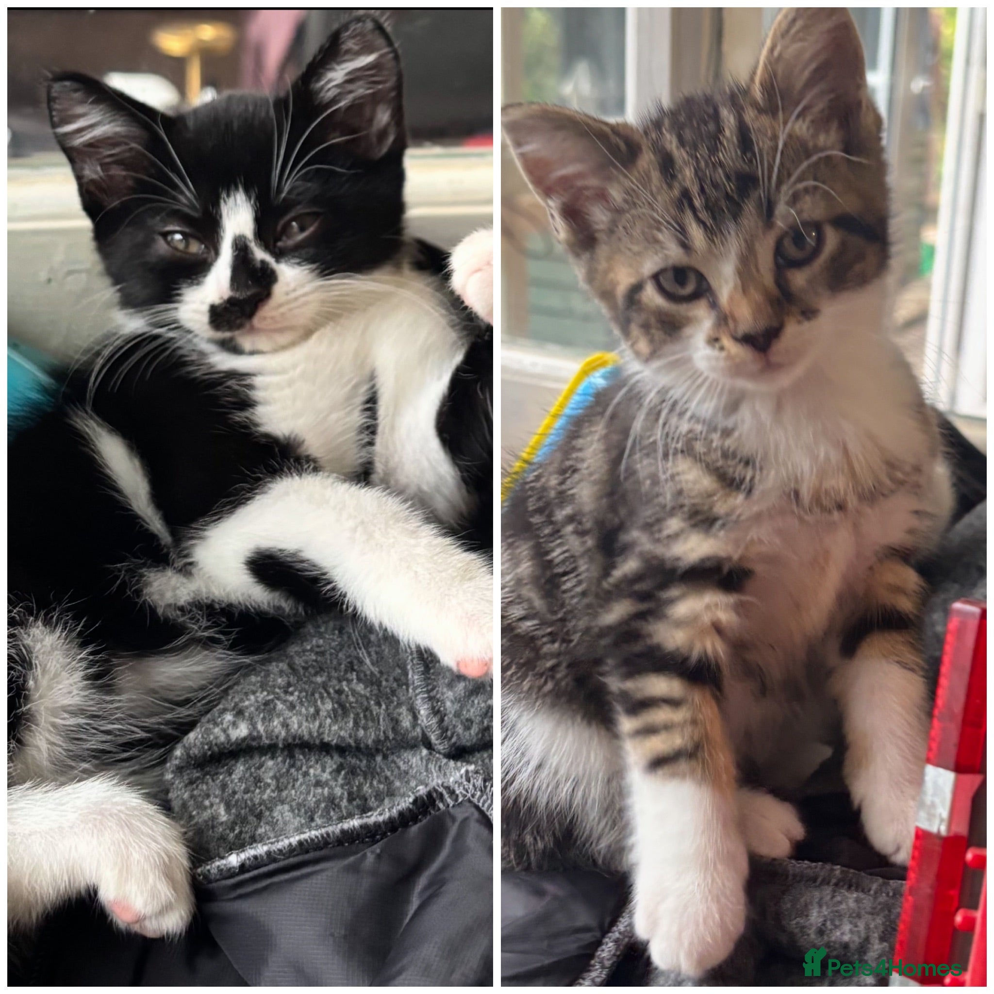 Mixed Breed cats 2 male kittens for sale - Advert 2