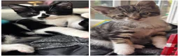 Mixed Breed cats for sale: 2 male kittens for sale in Alfreton - Advert 1