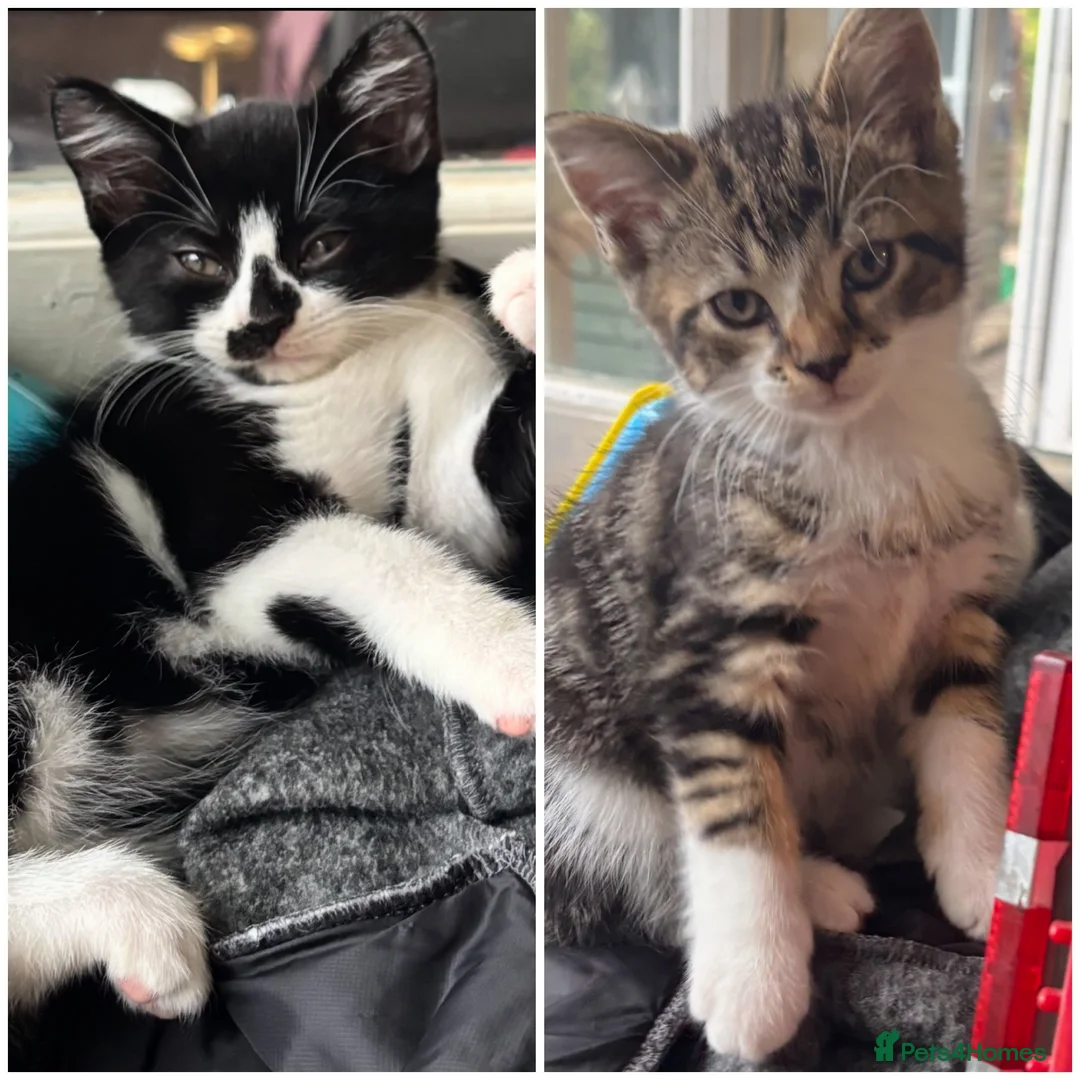 Mixed Breed cats for sale: 2 male kittens for sale in Alfreton - Advert 1