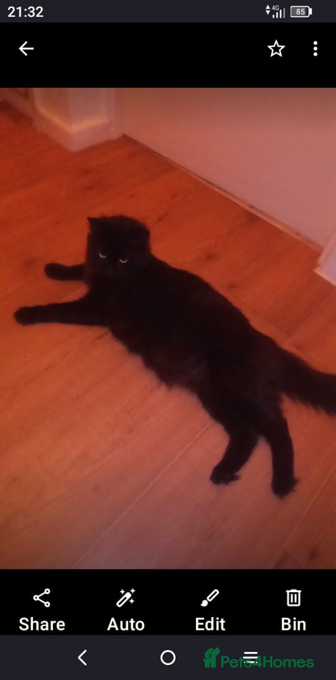 Mixed Breed cats for sale: 5 long haired kitten - Advert 1