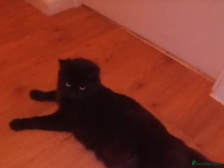 Mixed Breed cats 5 long haired kitten - Advert 1