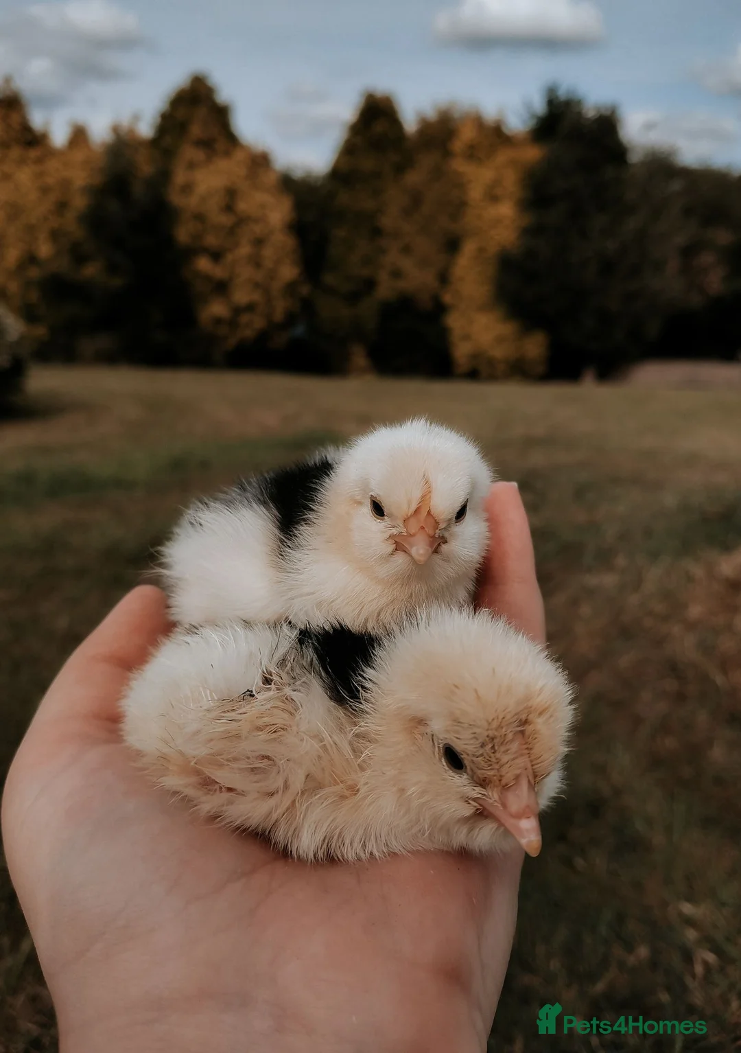 Mixed Breed birds for sale: 5 beautiful mixed breed chicks - Advert 3