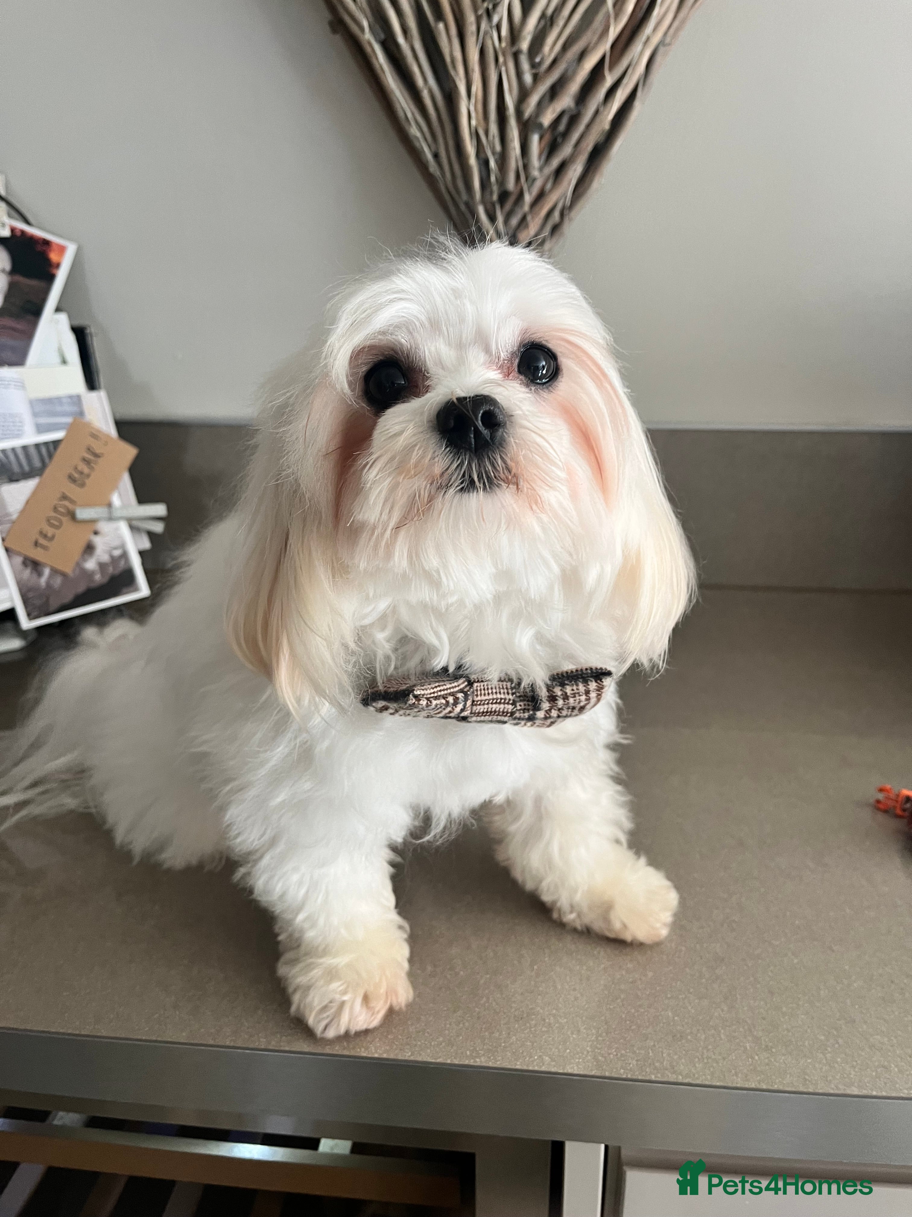 Charlie 