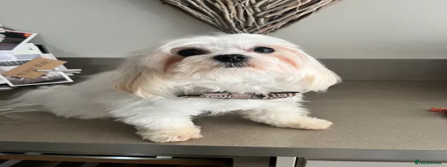 Charlie 