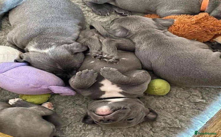 Staffordshire Bull Terrier dogs - Advert 1