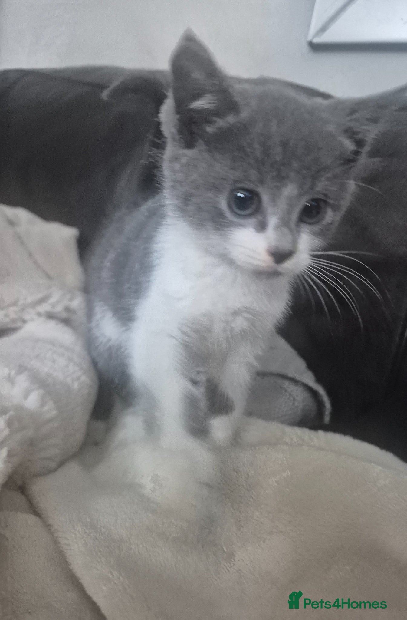 Mixed Breed cats for sale: Four gorgeous grey kittens - Advert 5
