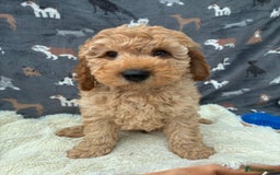 Miniature Poodle dogs for sale:  BOY MINIATURE POODLE AVAILABLE! - Image 9