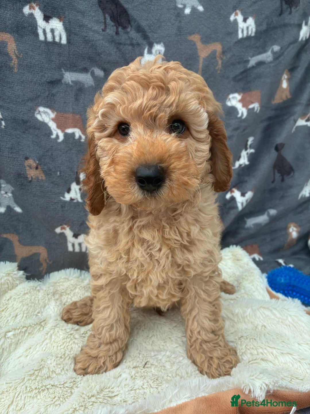 Miniature Poodle dogs for sale:  BOY MINIATURE POODLE AVAILABLE! - Image 9