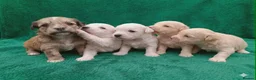 Maltipoo dogs for sale: Maltipoo Puppies READY TO BE VIEWED  - Advert 19