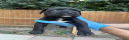 Presa Canario dogs for sale: World class presa canarios  - Advert 24