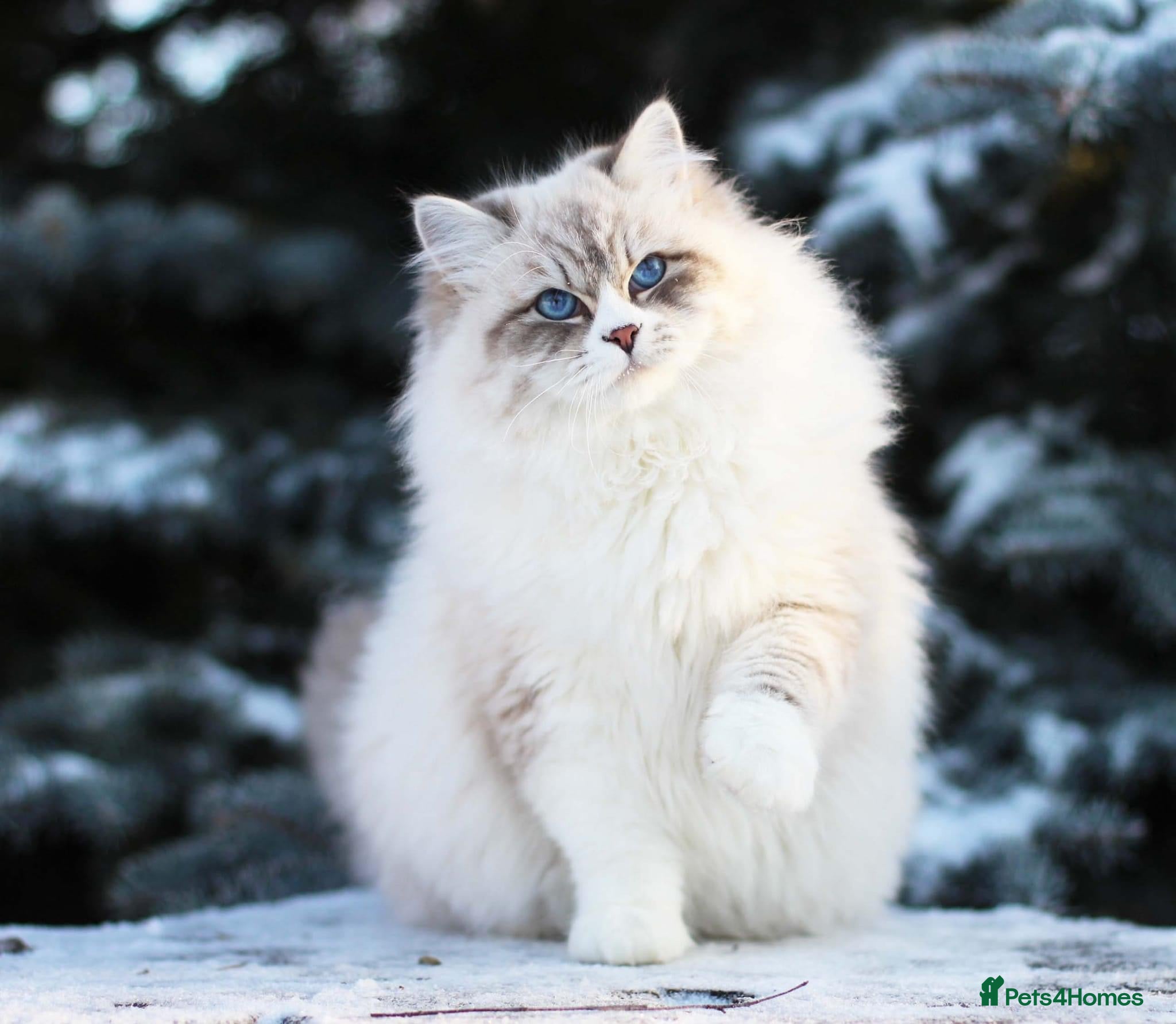 Siberian cats Gorgeous Champion Line Siberian for Stud in Reading - Advert 6