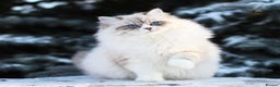 Siberian cats for stud: Gorgeous Champion Line Siberian for Stud in Reading - Advert 1
