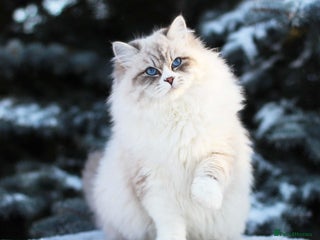 Siberian cats Gorgeous Champion Line Siberian for Stud in Reading - Advert 6