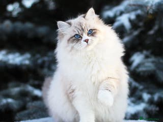 Siberian cats Gorgeous Champion Line Siberian for Stud in Reading - Advert 2