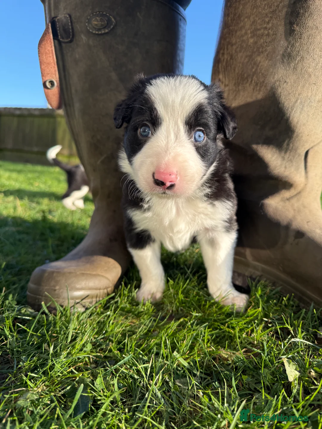 Border Collie dogs for sale: Border collie puppies seeking working/active homes - Advert 28