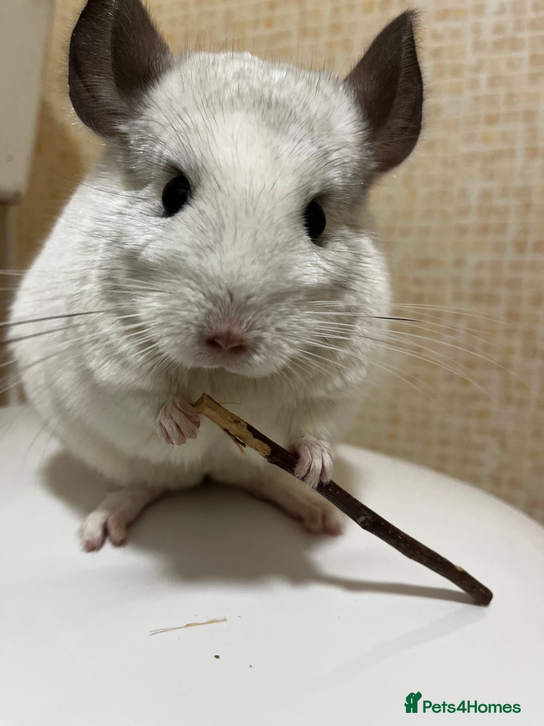 Chinchilla rodents for sale: Cila Nearly 3yr old female  - Image 2
