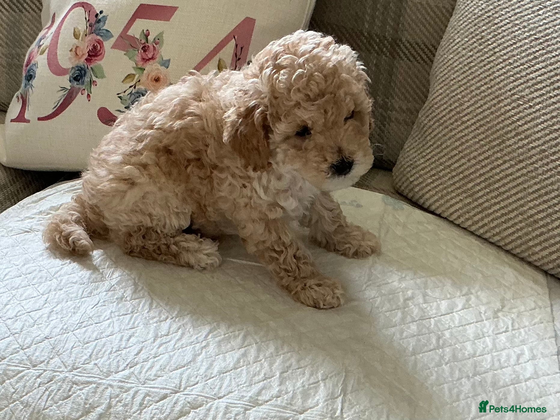 Maltipoo dogs 4 beautiful maltipoo puppies for sale - Advert 16