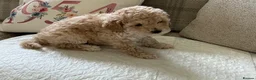 Maltipoo dogs for sale: 4 beautiful maltipoo puppies for sale - Advert 1