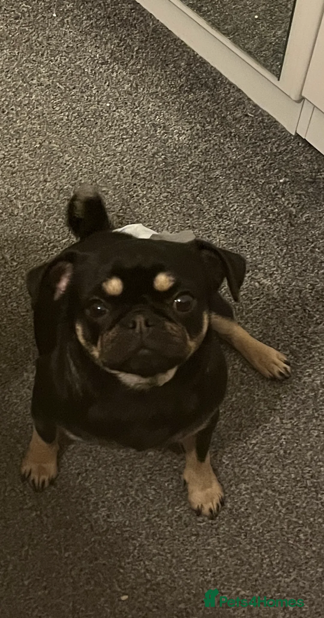 Pug dogs for sale: 3 beautiful pug puppy’s for sale - Advert 2