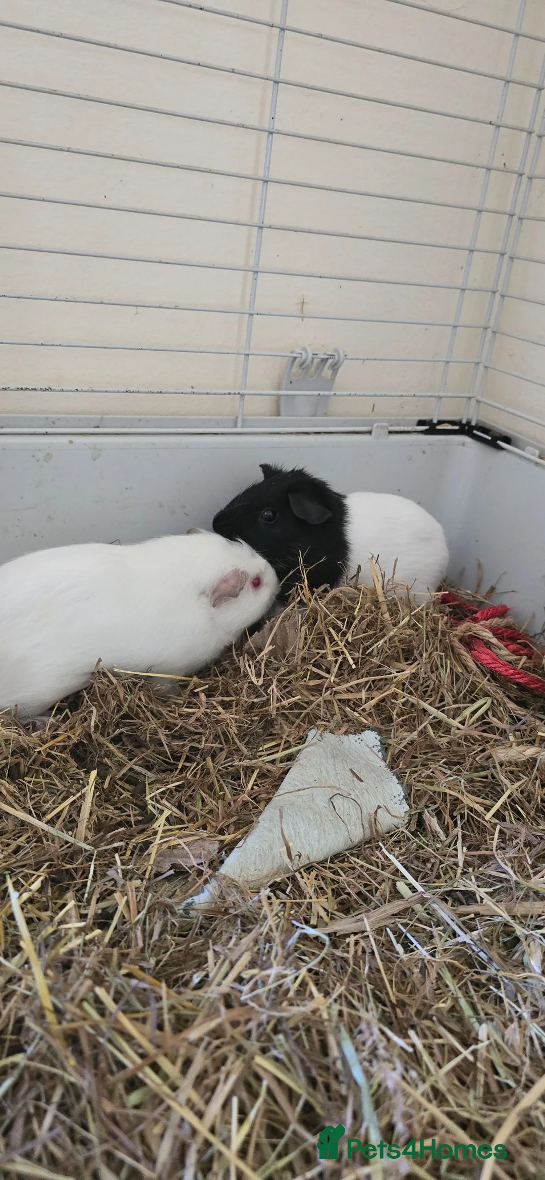 Guinea Pig rodents for sale: Guinea pigs - Advert 8