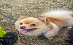 Pomchi dogs for stud: Ghost looking for the ladies  - Image 12