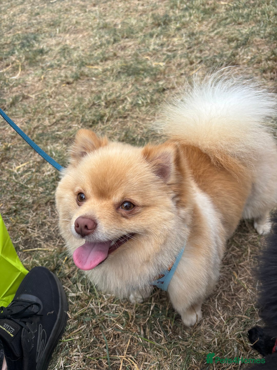 Pomchi dogs for stud: Ghost looking for the ladies  - Image 12