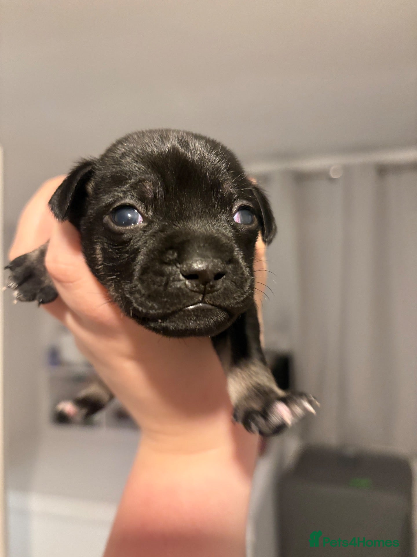 Mixed Breed dogs Staffy X Jackrussell Puppies  - Advert 5