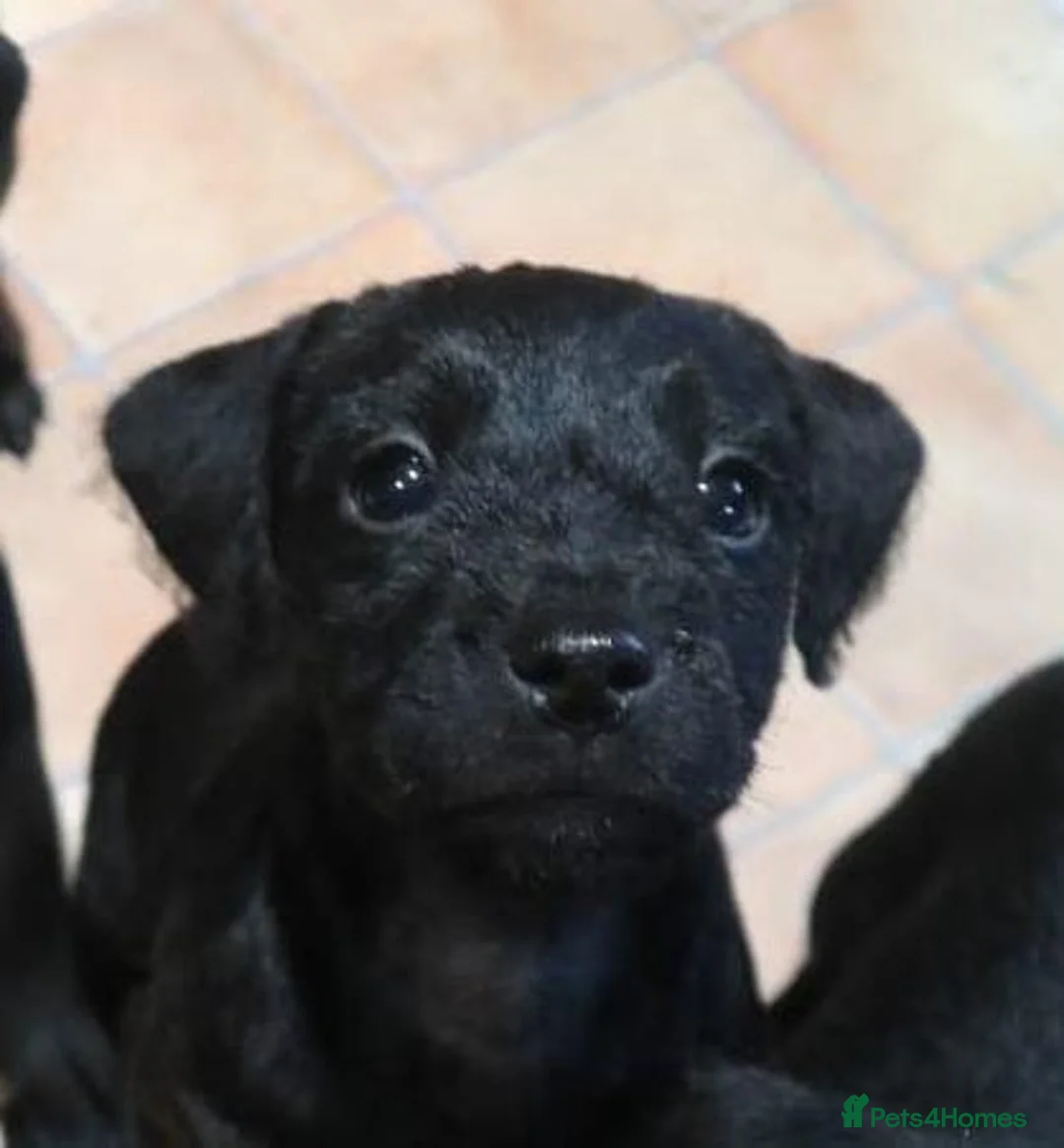 Patterdale Terrier dogs for sale: Patterdale Terriers puppy - Advert 2