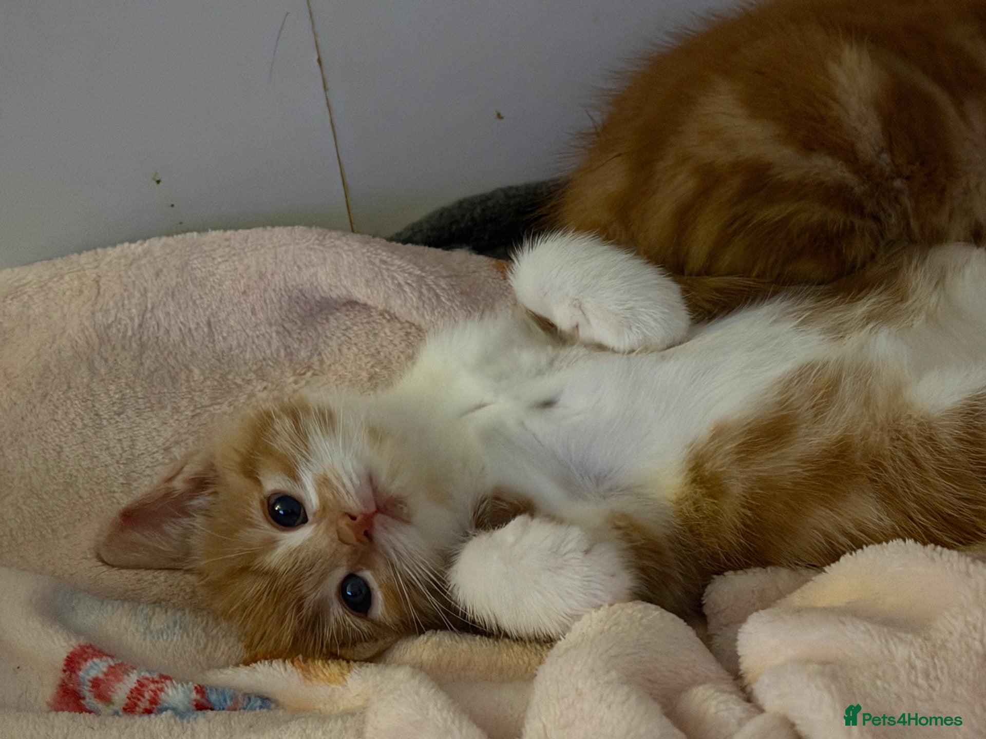 Domestic Shorthair cats 2 Beautiful Kittens Looking For Forever Home - Advert 10