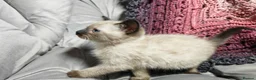 Mixed Breed cats for sale: Wonderful blue-eyed little ones. - Advert 11
