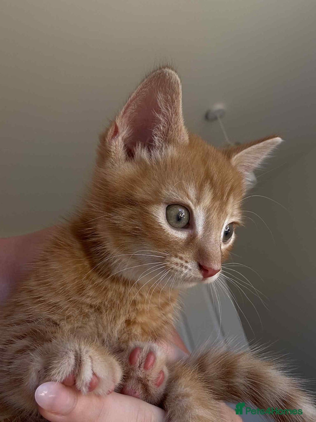 Mixed Breed cats for sale: 3 Gorgeous kittens For Sale - Image 11