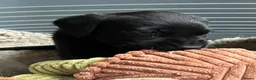 Labrador Retriever dogs for sale: Fox red and black puppies  - Advert 10