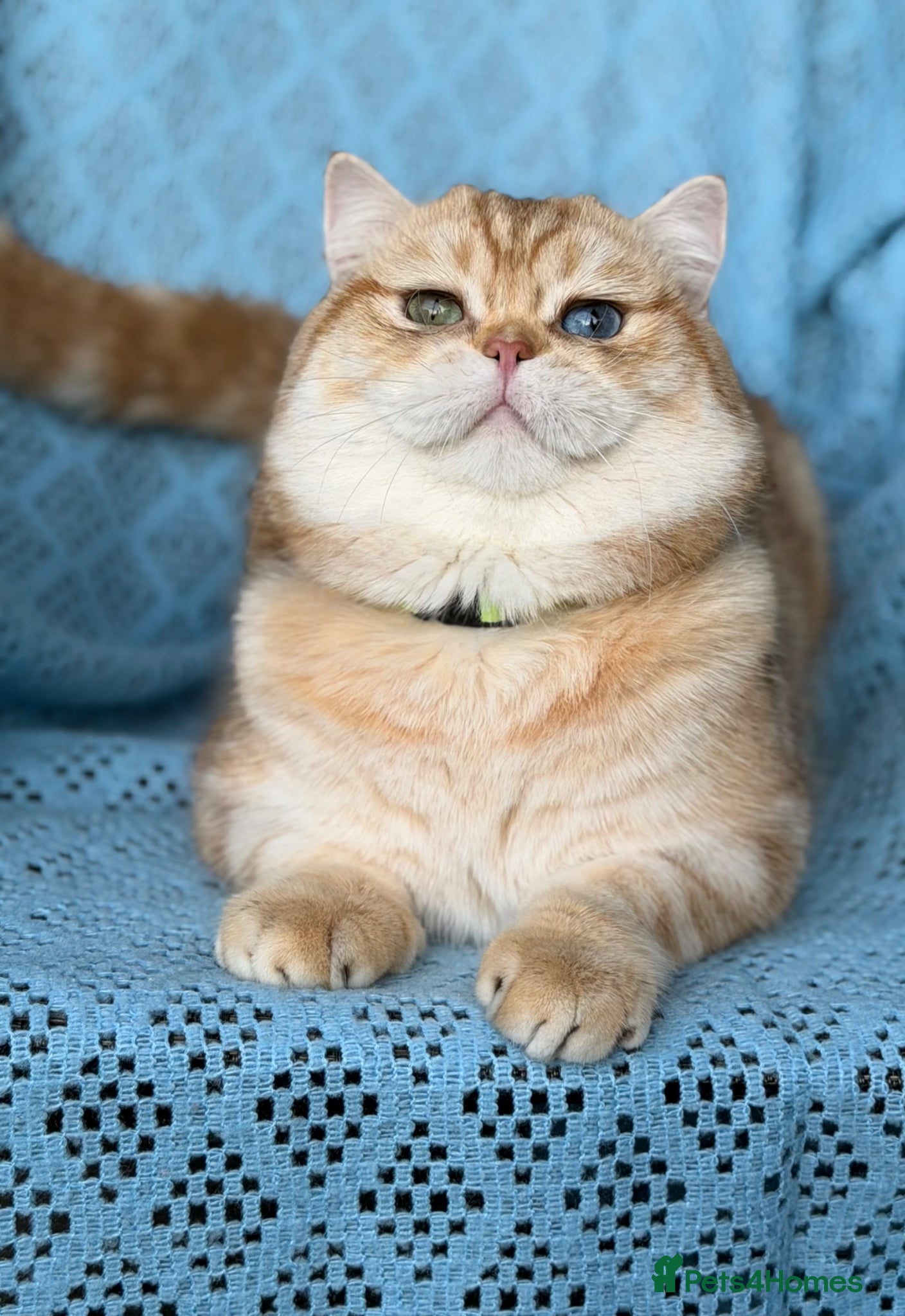 British Shorthair cats British Shorthair/ Longhair Golden stud boy GCCF - Advert 19