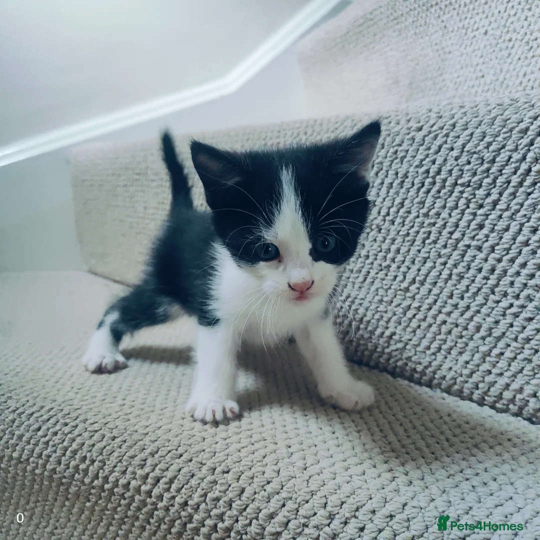 Maine Coon cats for sale: Stunning Maine Coon cross Boys-5 Beautiful fluffy - Advert 14