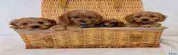 Cavapoo dogs for sale: Stunning F1 Toy Cavapoos, health tested parents  - Advert 13