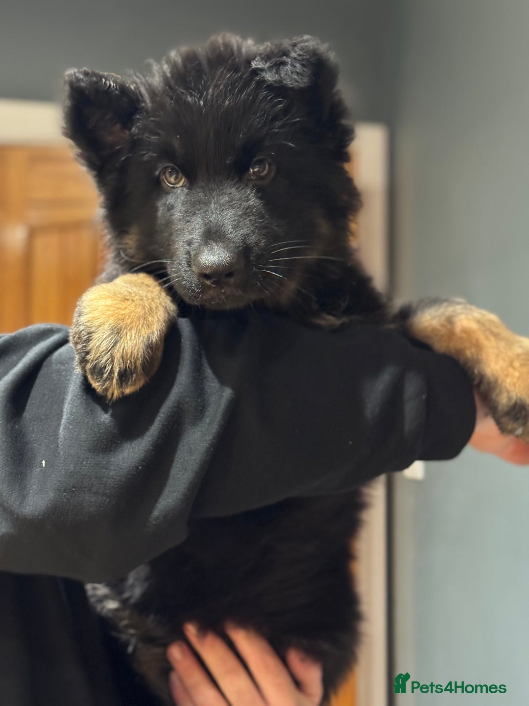 German Shepherd dogs for sale: Long haired German shepherd  - Advert 8