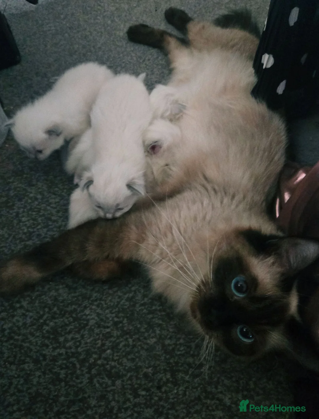Ragdoll cats for sale: 6x purebred blue, lilac and lynx ragdoll kittens - Advert 2