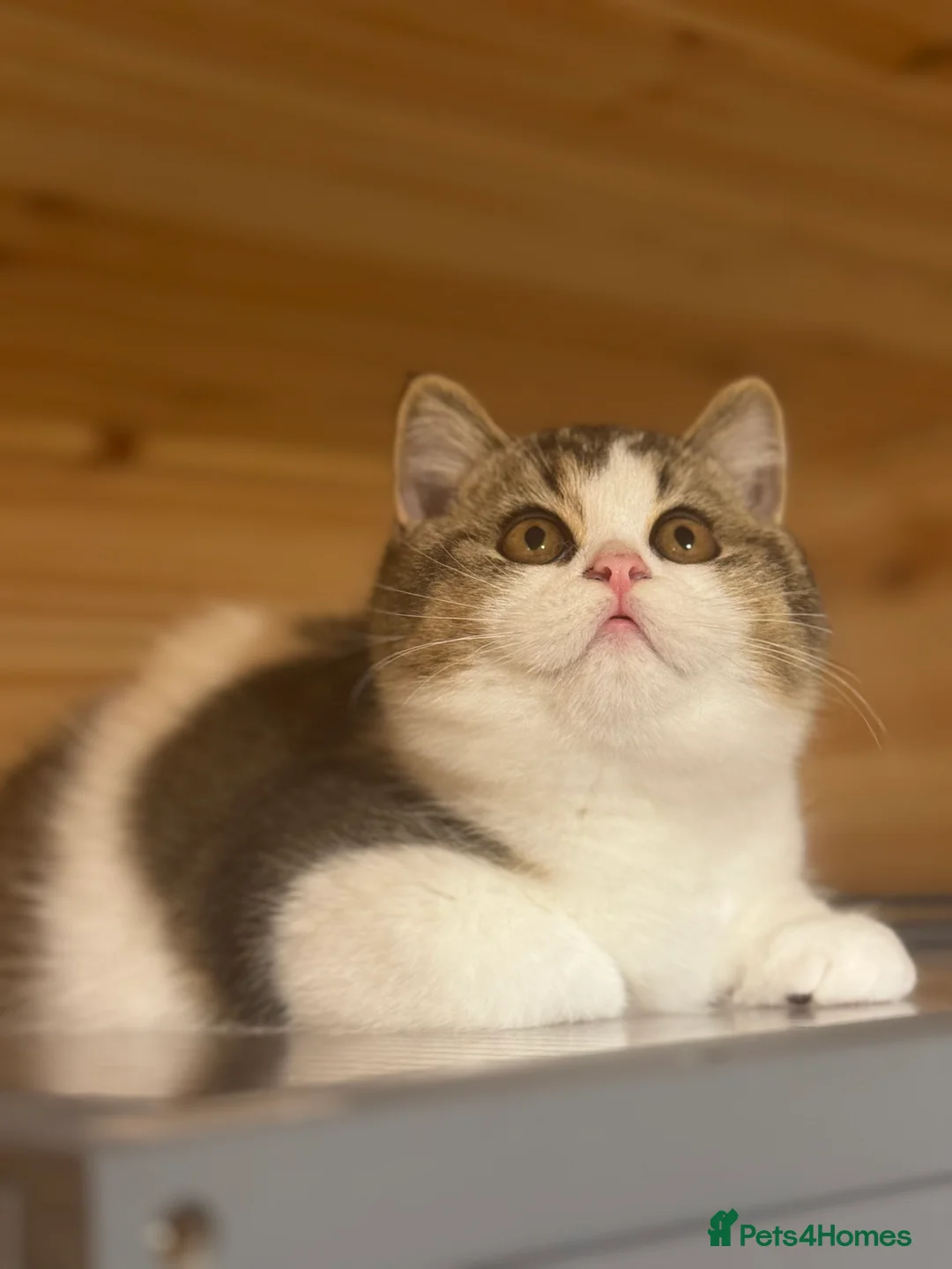British Shorthair cats for sale: Ch sire TICA reg tabby bi colour boy  - Advert 2