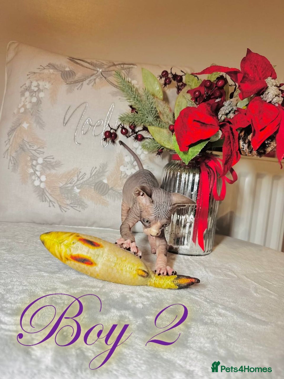 Sphynx cats for sale: Stunning Pedigree Sphynx Kittens - Advert 26