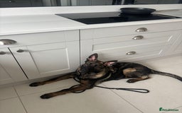 German Shepherd dogs for sale: Dark Sable German Shepherd Puppy (Male) - Advert 3