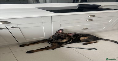 German Shepherd dogs Dark Sable German Shepherd Puppy (Male) - Advert 13